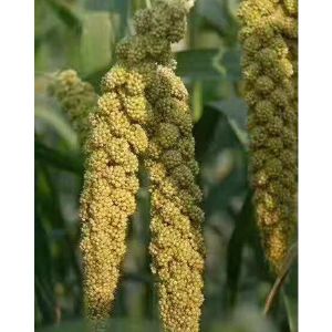 小米成長(zhǎng)